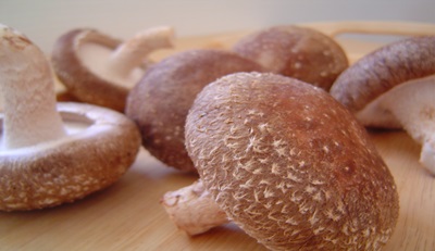 栽培した椎茸