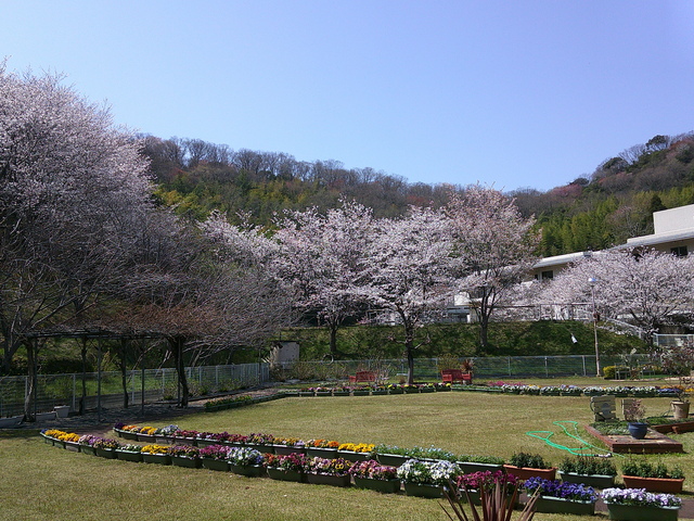 桜が咲く施設の庭