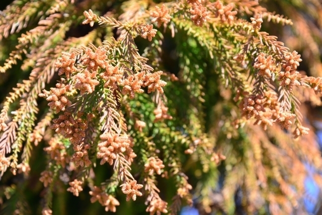 花粉症とは